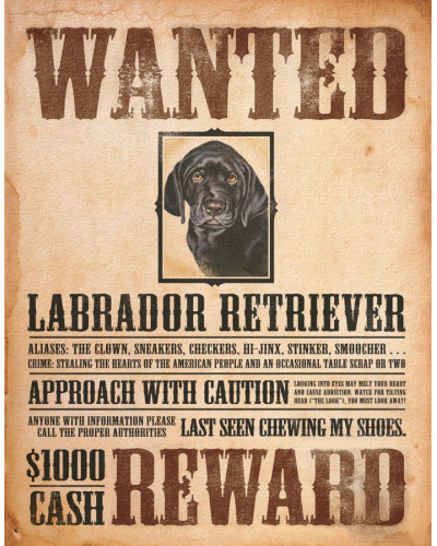 Plechová cedule Black Lab - Wanted Poster 32 cm x 40 cm