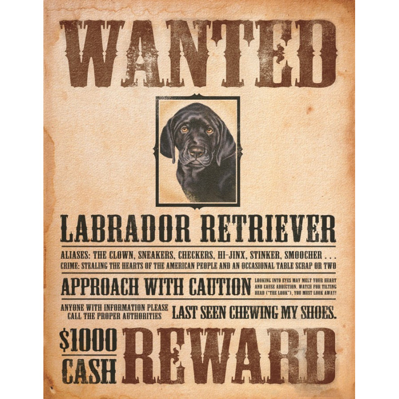 Plechová cedule Black Lab - Wanted Poster 32 cm x 40 cm